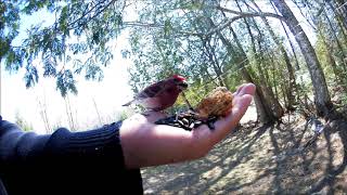 Ewan Dobson - Feeding Purple Finch (male) [April-30-2019]