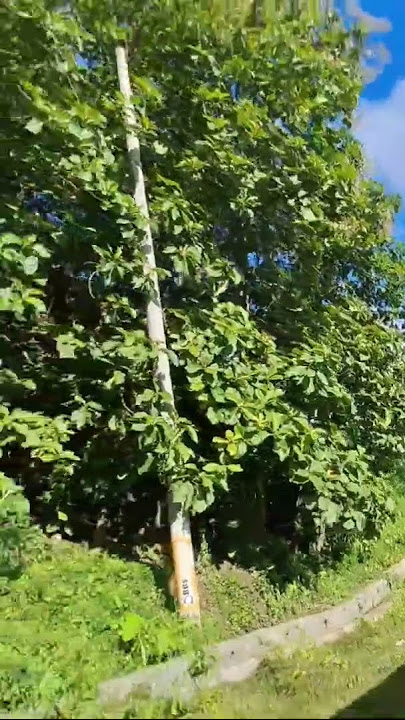 Download lagu #Hillsvew#