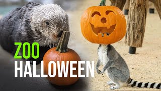 Zoo Animals Playing with Pumpkins (Halloween 2021)