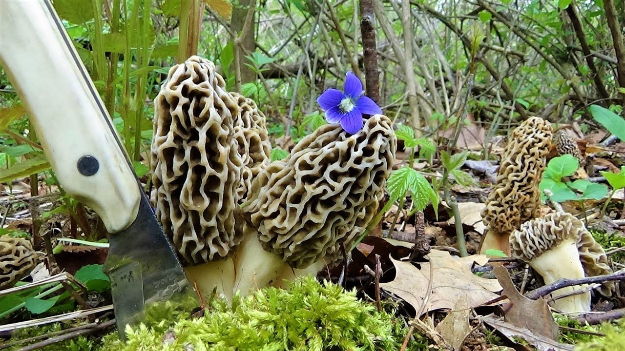 Morel Mushroom Hunting The Honey Hole HAUL! YouTube