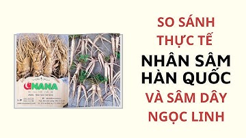 So Sánh Thực Tế Nhân Sâm Hàn Quốc Và Sâm Dây Ngọc Linh - Thi Đặng - ANaNa Nhân Sâm Korea