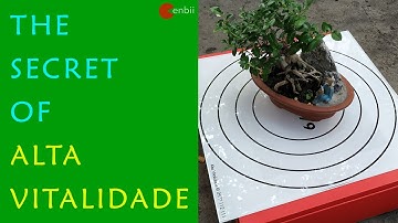 Alta Vitalidade - Đồ Hình Tăng Sức Sống - Năng Lượng Cảm Xạ Phong Thủy