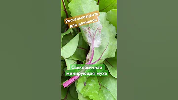 Что со свеклой? Не страшная история. Агроном плохого не посоветует!