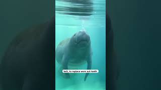 Manatees constantly grow teeth that move forward like a conveyor belt. #facts #wildlife #manatees