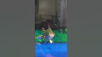 Lý do cá phi phụng còn gọi là cá hôn nha cả nhà #huyetlong #aquarium #caphiphung