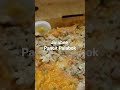 #pancitpalabok #jollibee #vancouverbc #canada_life #food