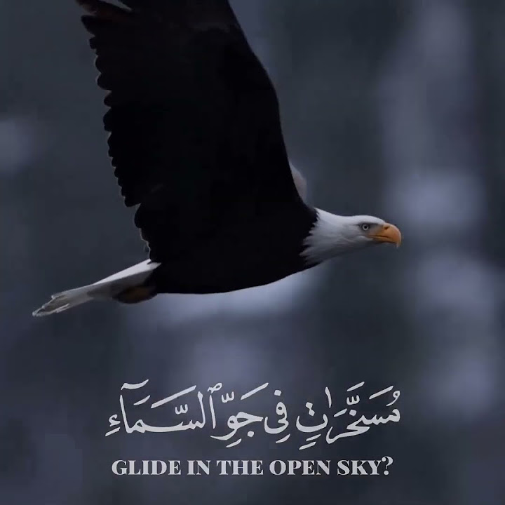 what-does-quran-says-about-birds-raad-al-kurdi-quran-recitation