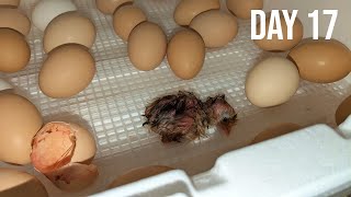 INCREDIBLE! Baby Chick Hatches 4 Days Early!