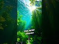 Unveiling Chlorophyta: The Heart of Our Planet's Green Life!