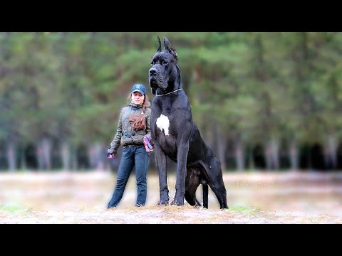 世界の最も大きくて凶暴な１０匹の犬