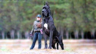 世界の最も大きくて凶暴な１０匹の犬