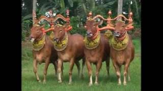 Saronin Sarkak  rangsang pangireng sape sonok