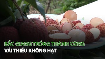 Bắc Giang trồng thành công Vải Thiều không hạt| VTC14