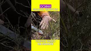ИЗБАВЬТЕСЬ от ОТЁКОВ без таблеток и операций! #shotrs #отек #фитотерапия