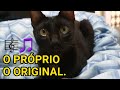 NEGRO GATO 🎵 | Júlio e Eu 😼🧔🏻