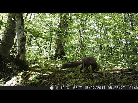 თეთრყელა კვერნა (Martes foina)