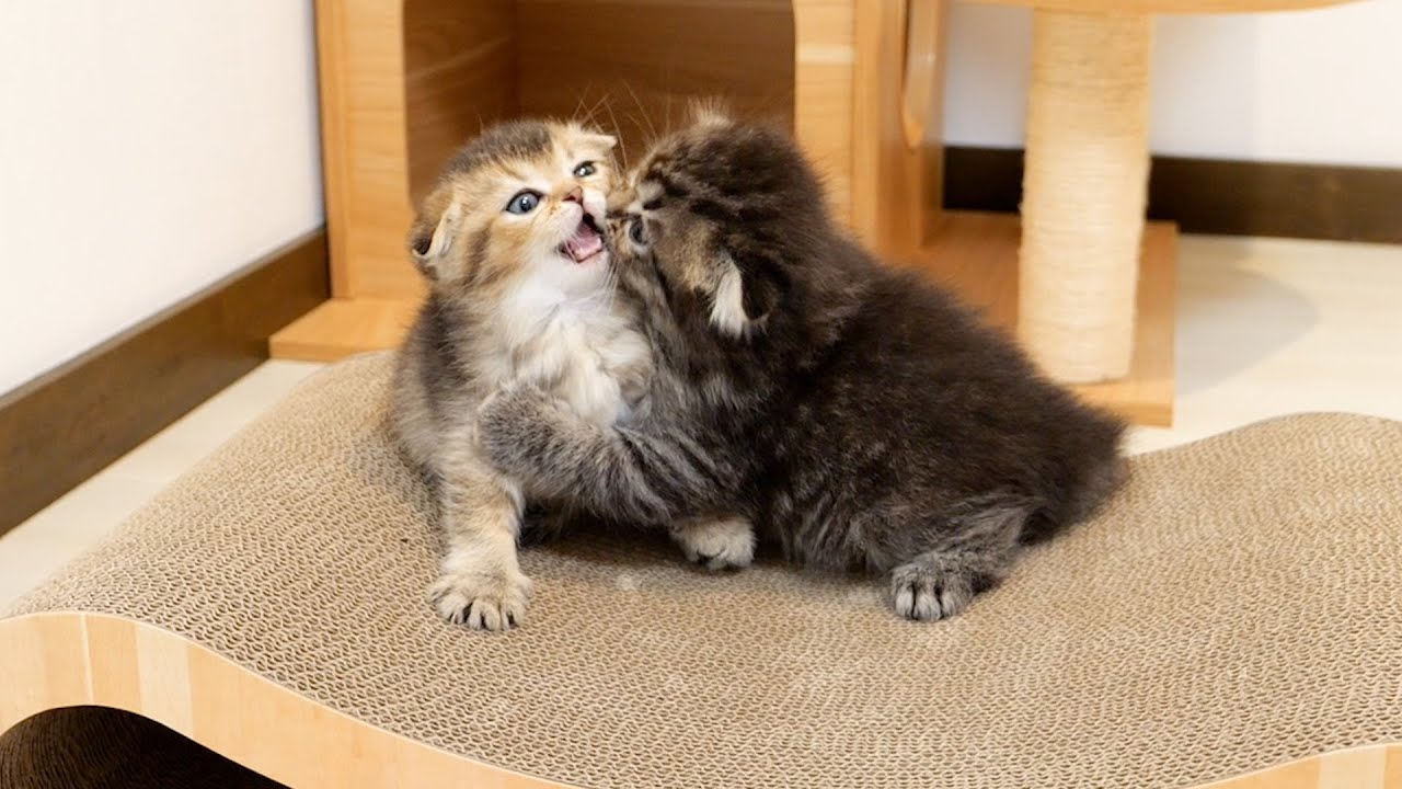 Этот милый котенок пытался уснуть, как вдруг он напал и начал драться.