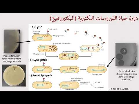 الاستجابة المناعية للعلاج بالفيروسات البكتيرية   Immune response in phage therapy