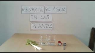 Experimento: absorción de agua en las plantas.