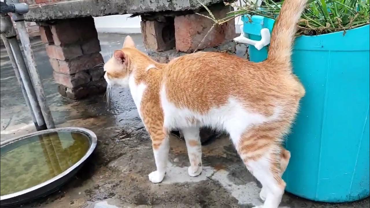 male-cat-in-heat-bell-meoweez-youtube