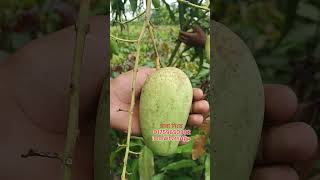 তিন প্রোকার মিষ্টি আমের গাছ যাদের লাগবে তারা যোগাযোগ করবেন #babar #fol #fruit #ful #mango #farming