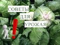 Выращивание Капусты. Это Должен Помнить Каждый!