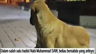 Download Lagu Hal yang tidak biasa terjadi ketika adzan berkumandang, anjing ini tiba-tiba melolong dan menggonggo MP3 Download Lagu Hal yang tidak biasa terjadi ketika adzan berkumandang, anjing ini tiba-tiba melolong dan menggonggo MP3