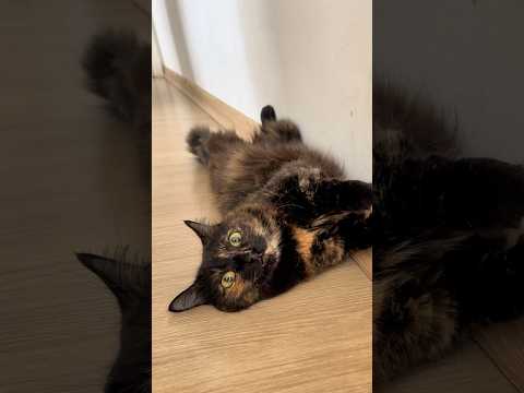 GATOQUIBE HAD SURGERY! #little kitty #gatoquibe #cats
