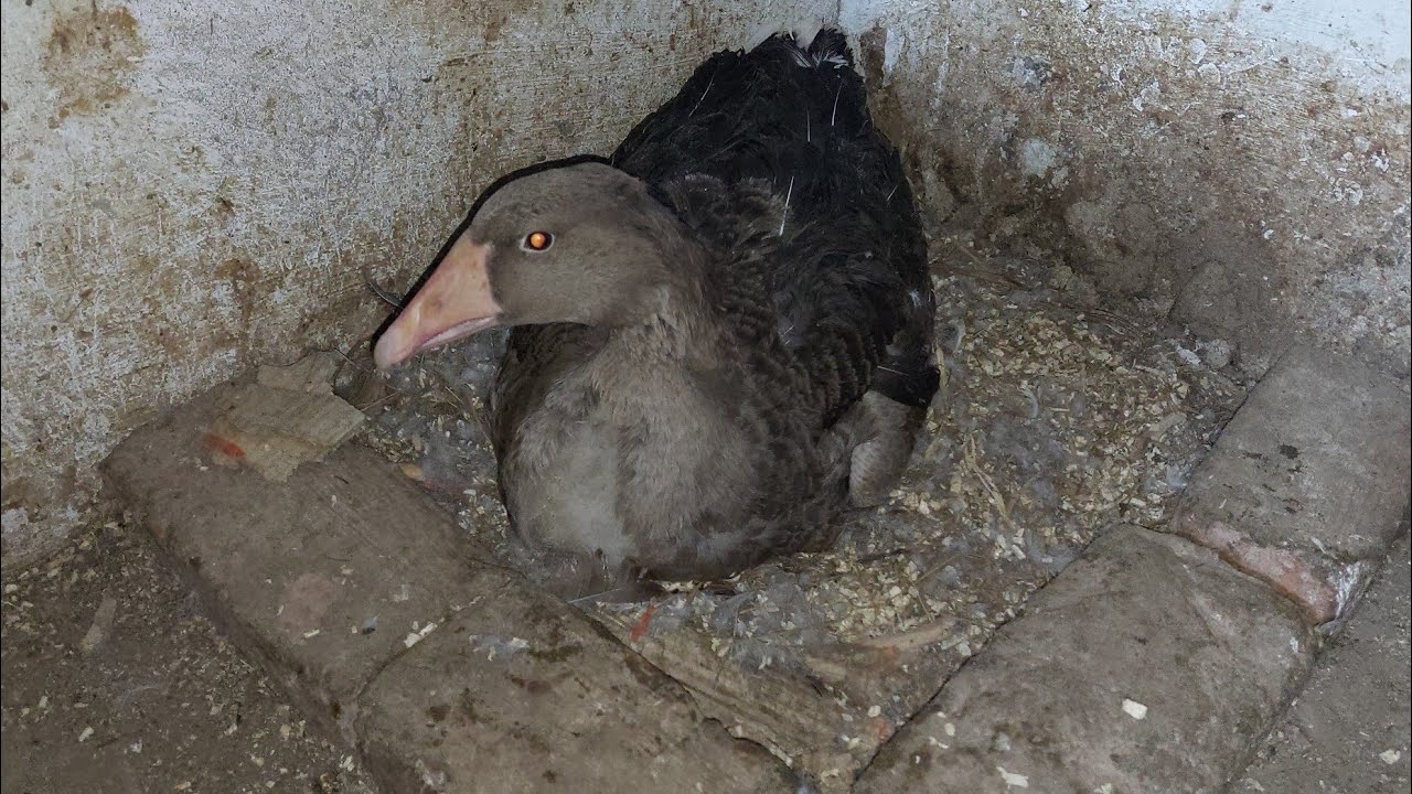 ازاى نرقد الوزة على البيض وطريقة الأهتمام بالوز أثناء فترة الرقود