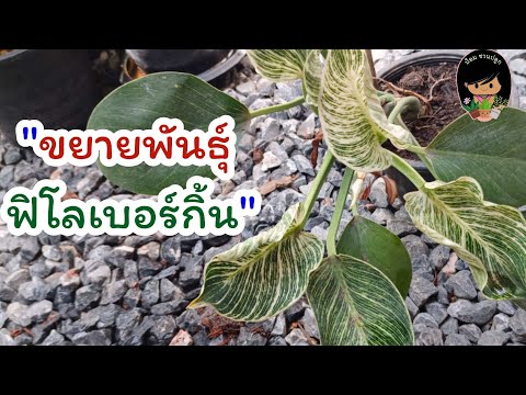 การขยายพันธุ์ฟิโลเบอร์กิ้น ตัดยอดฟิโลเบอร์กิ้น ดินปลูกฟิโลเบอร์กิ้น ขยายพันธุ์ฟิโล ต้นฟิโลเบอร์กิ้น
