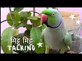 talking parrot mittu mittu ( मिट्टू मिट्टू) / बोलने बाला ringneck parrot 🦜🤪 #talkingparrot #mittu