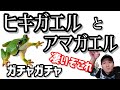 【ガチャガチャ】カエルの進化がもう【ヒキガエルとアマガエル】開封&レビューします。【ネイチャーテクニカラーモノプラス】ヒキガエル、アマガエル