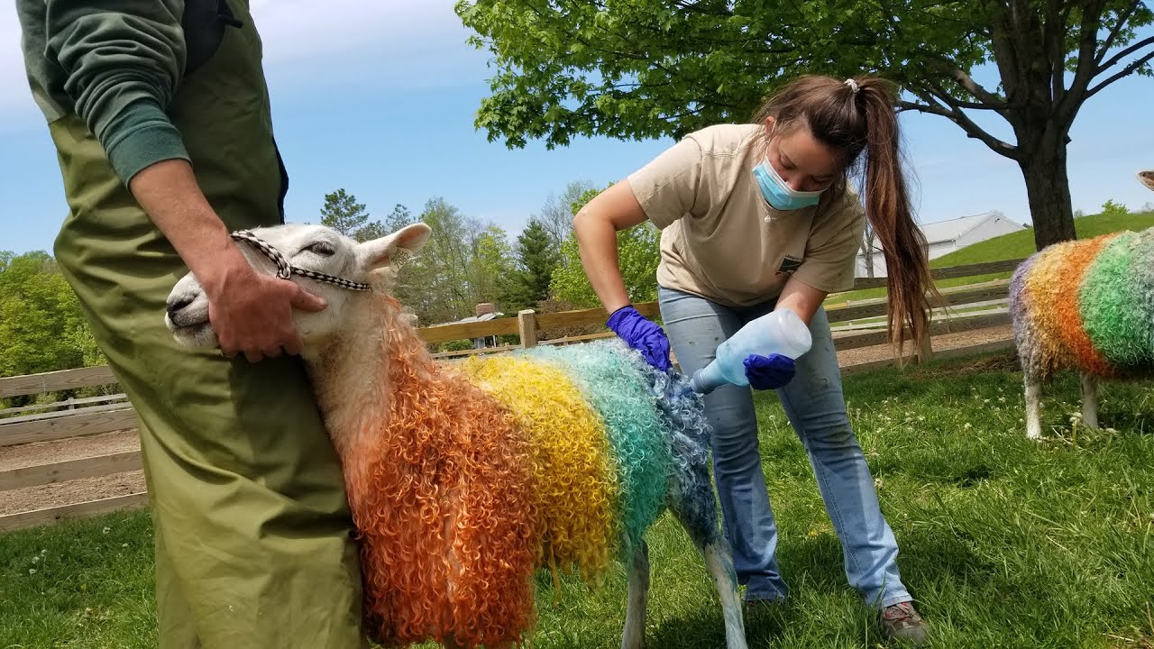 Preparing rainbow-colored sheep for Shearing Weekend at Lake Metroparks Farmpark