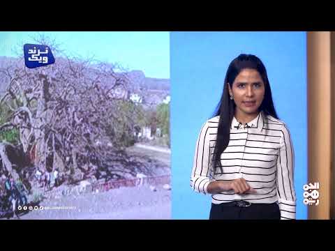 ترند ويك | من شجرة الغريب وتصريحات المشاط إلى رقصة الليوة