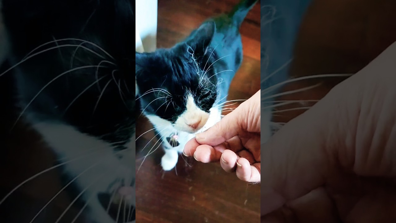 Cats... Moments Of A Strange Cat! 😆💕 