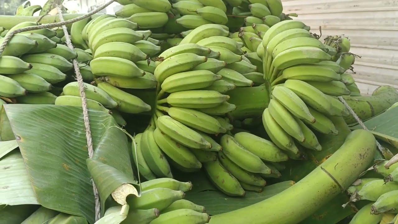 দেশি রুমবি কলা মাহে রমজানে প্রচুর চাহিদা এই কলা হাটবাজারে অনেক চাহিদা দেশি রুমবি কলা চাষ