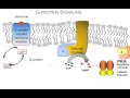 How Hormones Use G-protein Signaling Pathways: A Video Review of the Basics.