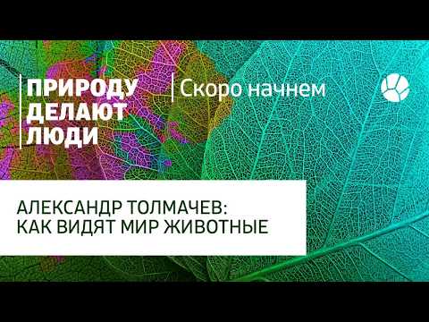 Как видят мир животные / Всё обо всём с Александром Толмачёвым