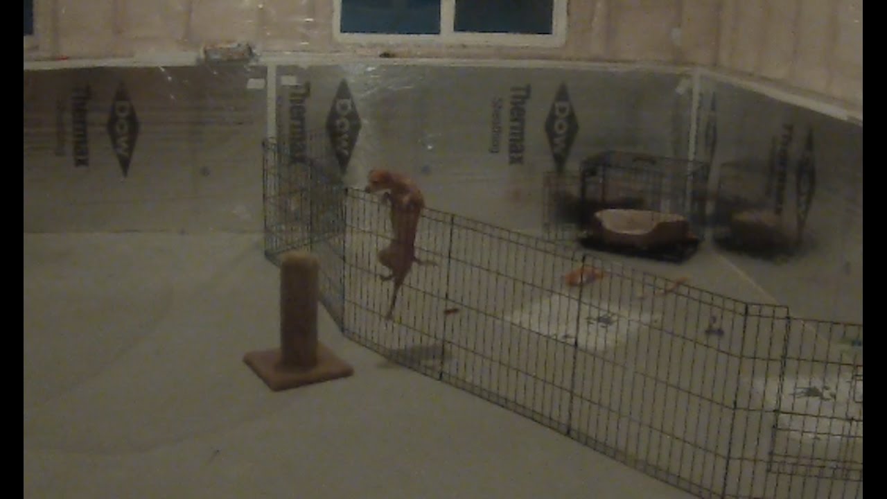 Little Dog Climbs Gate and Escapes! YouTube
