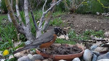 American Robin gathering nesting material  | BirdsyTV