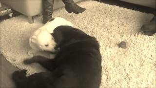 Labrador Vs English Stafford Playing