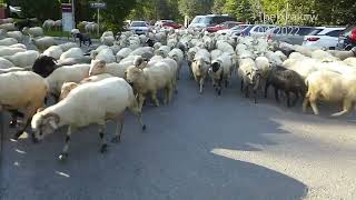 Szymoszkowa otoparkında Zakopane koyun sürüsü. Koyunlarla tanışmak.