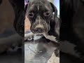 After Losing Her Siblings, Grieving Distemper Survivor Fights A DANGEROUS New Illness [STORY BELOW]