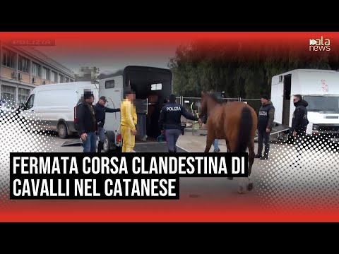Video Corsa clandestina di cavalli nel Catanese, polizia la segue con droni e la blocca