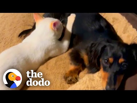 Video: Pet Scoop: Teckel neemt Verlaten Kittens, Obesitas Oppervlakten Doghood Obama