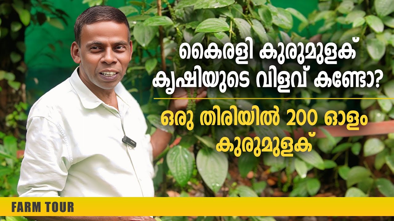 കൈരളി കുരുമുളക് കൃഷിയുടെ വിളവ് കണ്ടോ? ഒരു തിരിയിൽ തന്നെ 200 ഓളം കുരുമുളക്  | Kairali Pepper