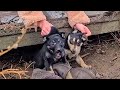 Rescue 2 Puppies Sitting in Dirt by the Road on Christmas Eve