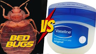 How to Use Vaseline To Trap Bed Bugs (It WORKS!)