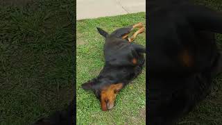 Srećan, Radostan I Veseo Donko