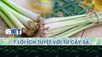 7 lợi ích tuyệt vời từ cây sả | VIETDRAMA
